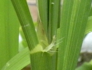 rice plant LDSCN2533